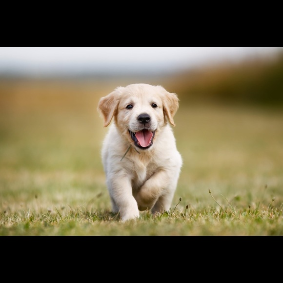 Meet your Posher, Sandrina - Picture 1 of 1